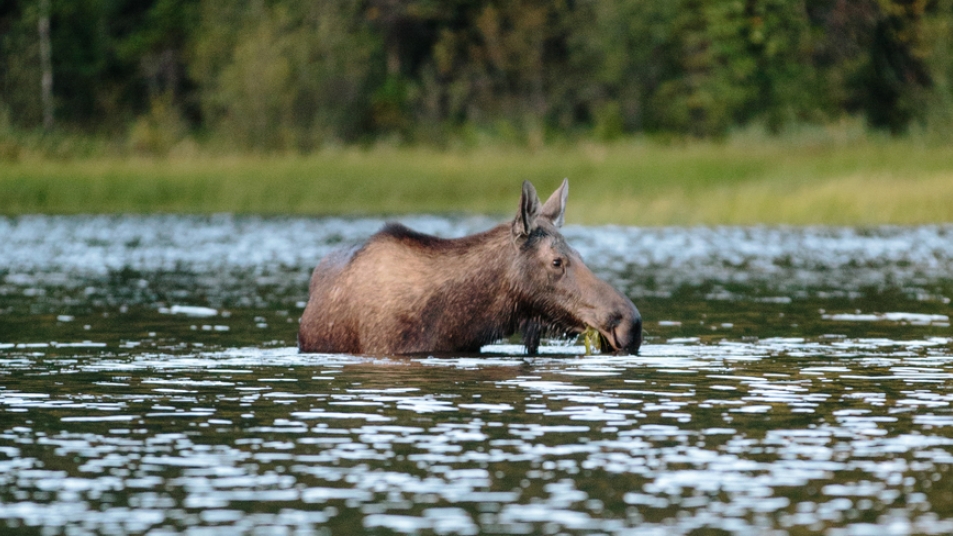 Moose in Canada
