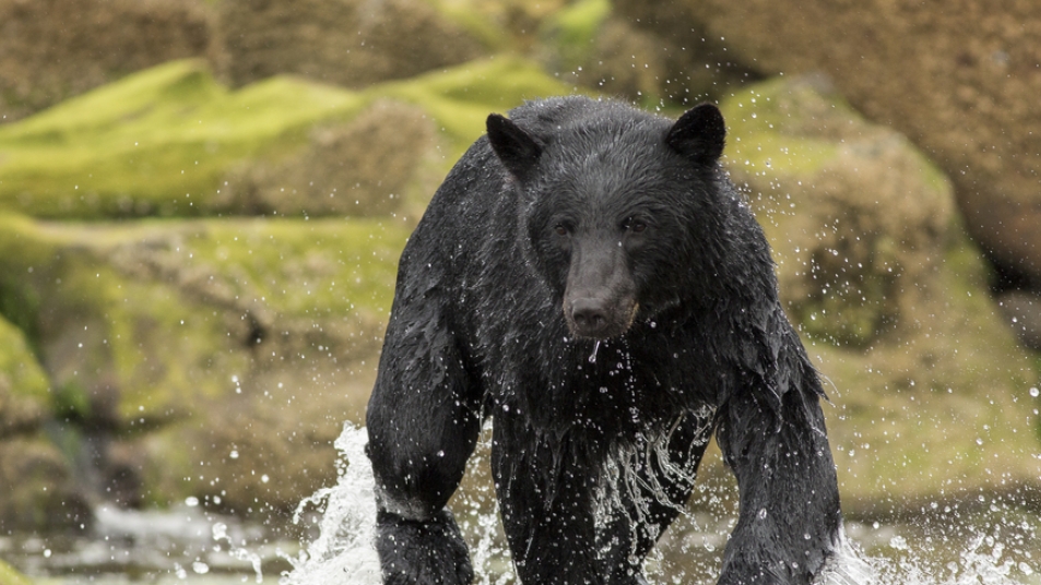 Black bear in Canadian Rockies