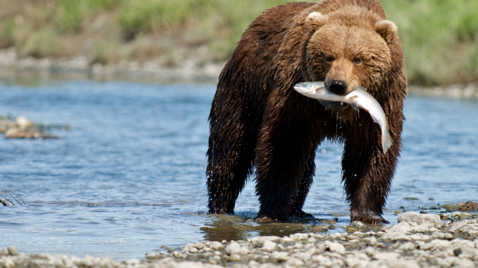 A Grizzly catches a salmon from the river