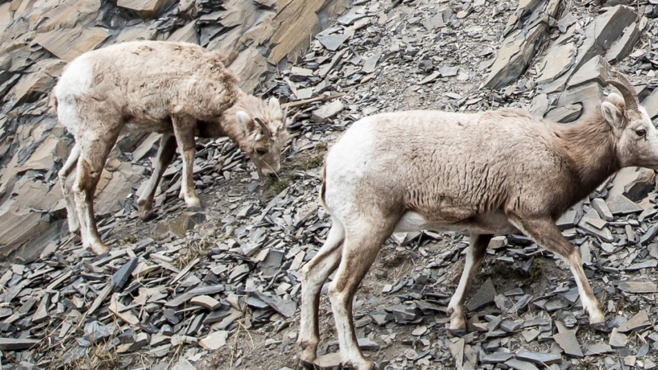 Mountain goats in Canada