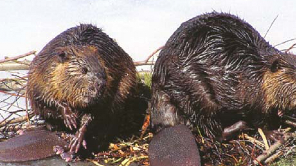 Beavers in Canada