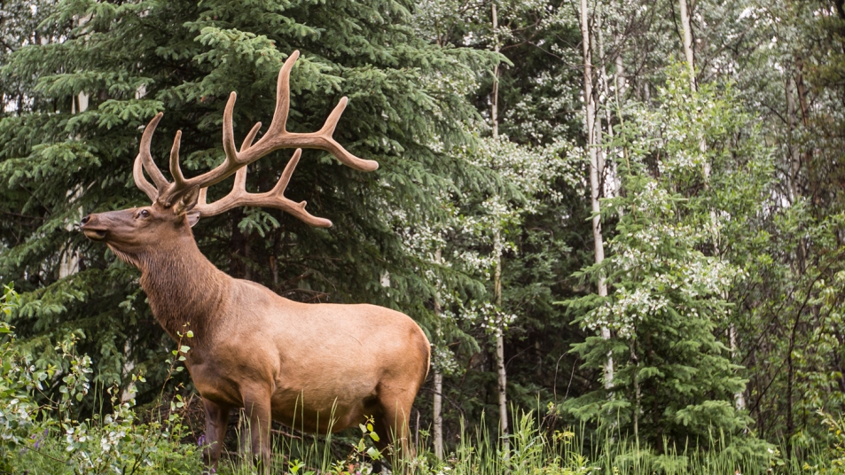 An elk, as seen from our Journey through the Clouds rail route. 